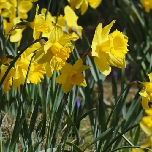 [A3027] Narzisse Rijnveld's Early Sensation - BIO