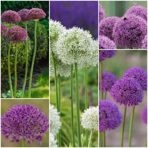 [AC99085] Höher Zierlauch (Allium) Kollektion - BIO