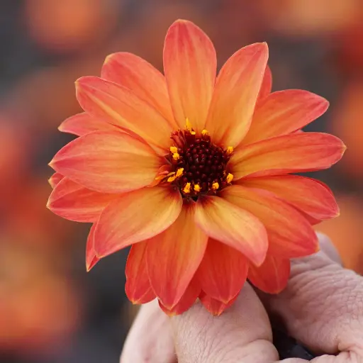 [B1059] Dahlia Little Rascal - BIO