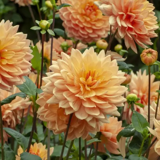 [B1064] Dahlie Orange King - BIO