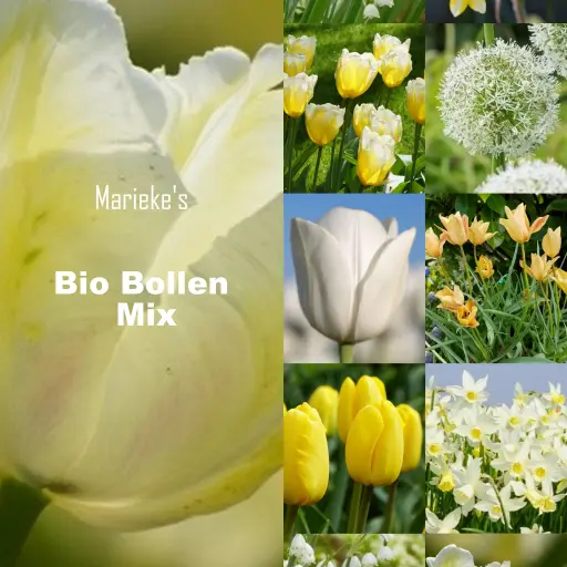 [AC99088] Marieke's Bioblumenzwiebel mix gelb/weiß 2 m2 - BIO 