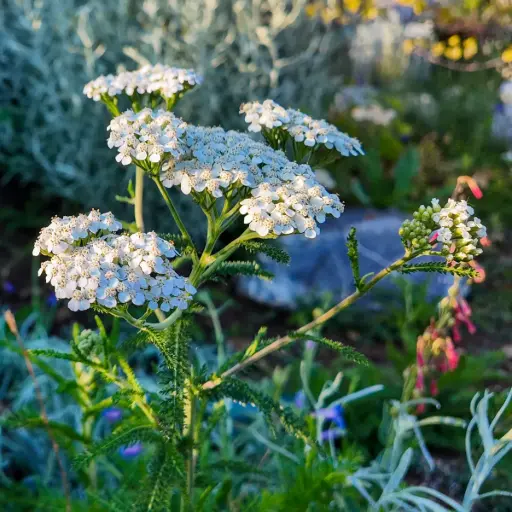 [B8084] Gemeine Schafgarbe - Achillea millefolium - BIO