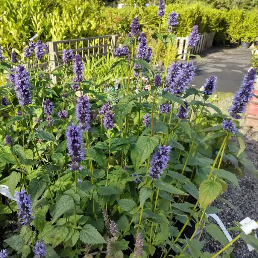 [B8085] Agastache Black Adder - BIO