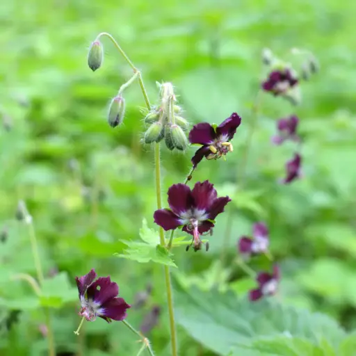[X8089] Braune Storchschnabel - Geranium phaeum - BIO