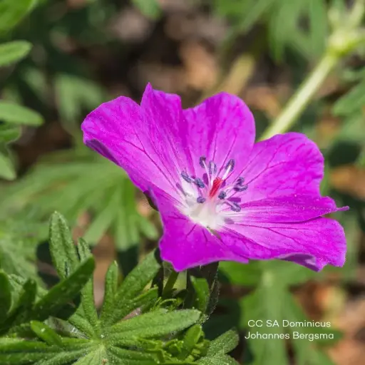 [B8090] Geranium sang. 'Fruit d'Fleur' - BIO