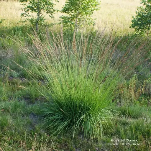 [B8092] Pfeifengras - Molinia caerulea 'Moorhexe' - BIO