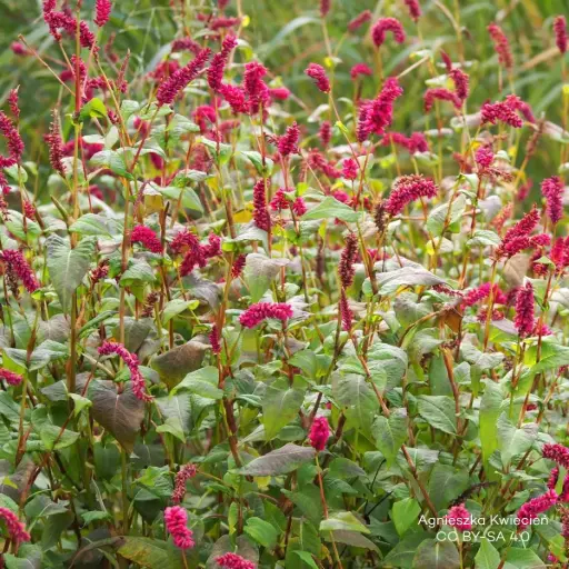 [X8093] Knöterich - Persicaria a. 'JS Calor' - BIO