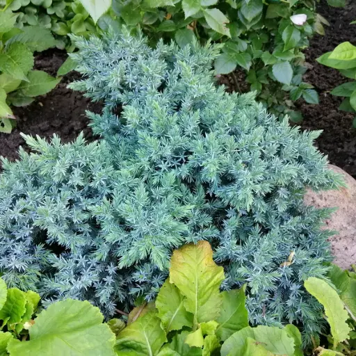 [X8096] Juniperus squamata 'Blue Star' - BIO