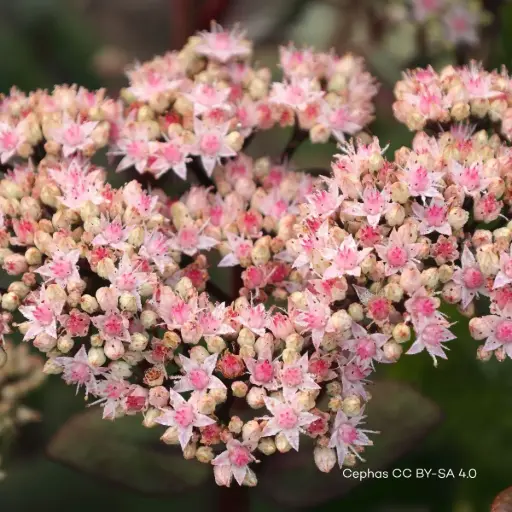 [B7002] Sedum Matrona - P9 - BIO