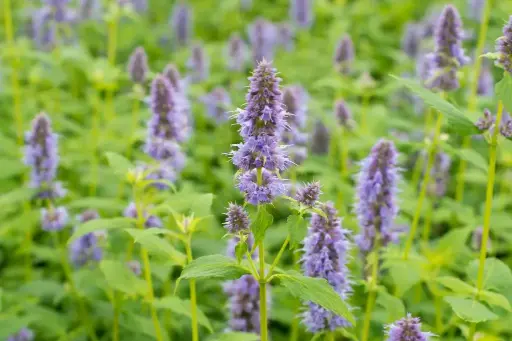 [B7004] Duftnesseln - Agastache Blue Fortune - P9 - BIO