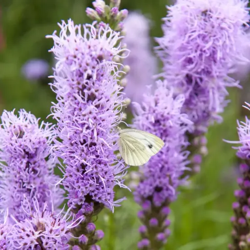 [B7006] Liatris Spicata - Compact - BIO