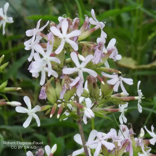 [B7007] Saponaria Officinalis - P9 - BIO