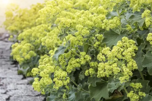 [B7011] Alchemilla Mollis - P9 - BIO
