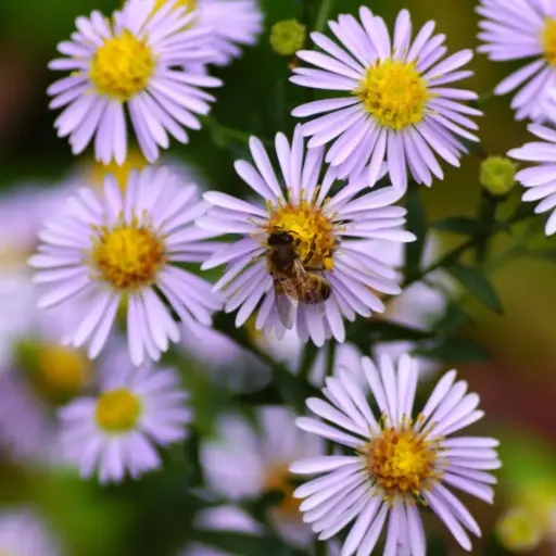 [B7012] Aster a. Asran - P9 - BIO