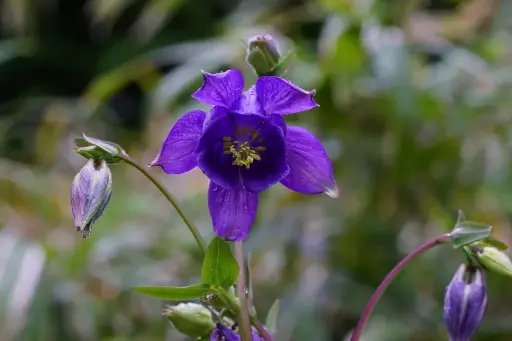 [B7013] Aquilegia Alpina - P9 - BIO