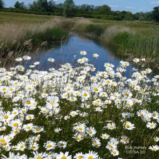 [B7014] Leucanthemum Vulgare - P9 - BIO