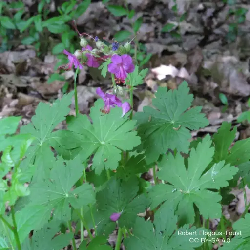 [B7015] Balkan Storchschnäbel - Geranium Macrorrhizum - P9 - BIO