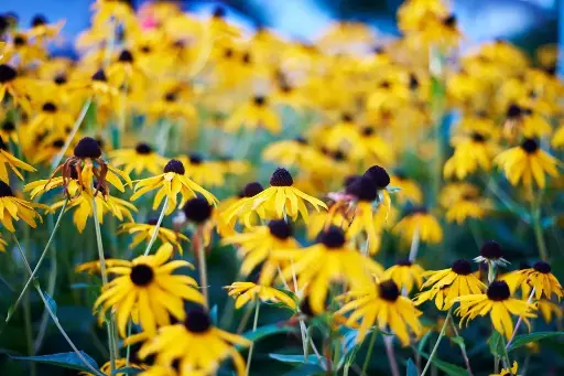 [B7016] Rudbeckia Goldsturm - Compact - BIO