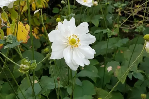 [B7017] Anemone hyb. Honorine Jobert - P9 - BIO