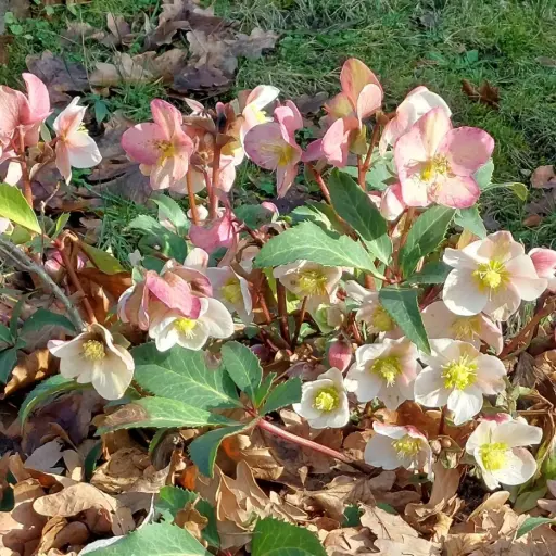 [B7019] Helleborus Orientalis - Compact - BIO