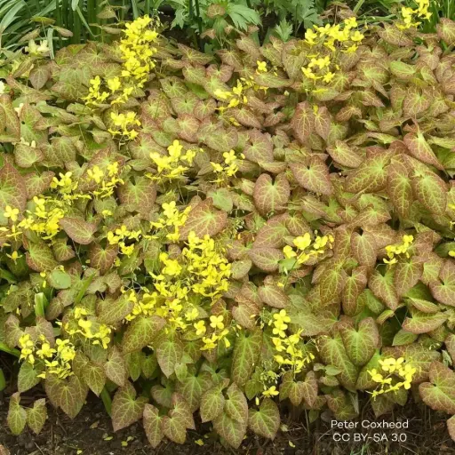 [B7020] Epimedium perralc. Frohnleiten - Compact - BIO
