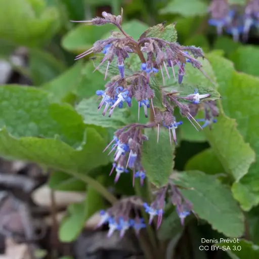 [X7022] Trachystemon Orientalis - Compact - BIO