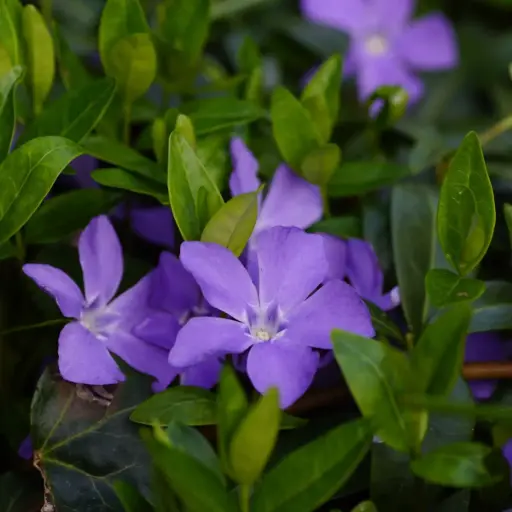 [B7024] Vinca Minor - Compact - BIO