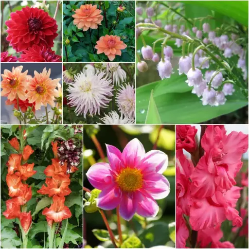 [B9906-V2] Cottage Garden Summer Dream - BIO (V2)