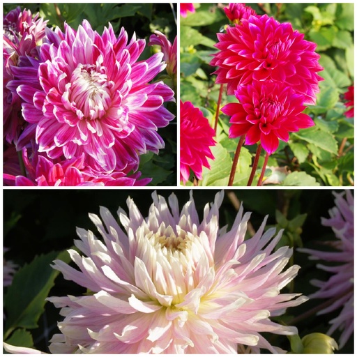 [B1093-V3-Moeder] Für dich, Mama – Dahlia Trio – BIO