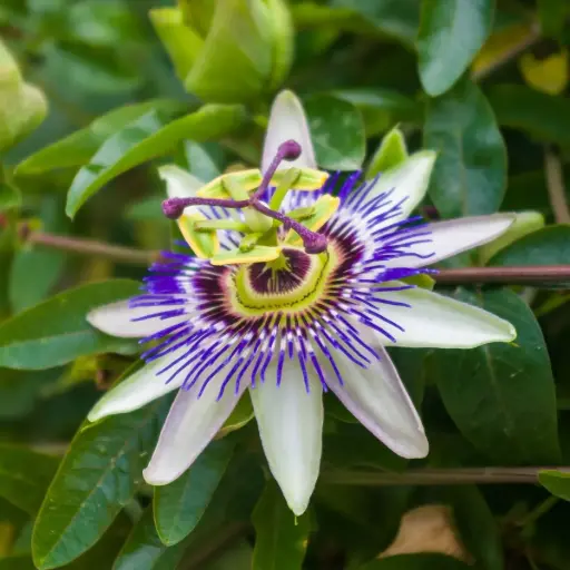 [X8409] Passionsblume - Passiflora Caerulea - Geräumig - BIO