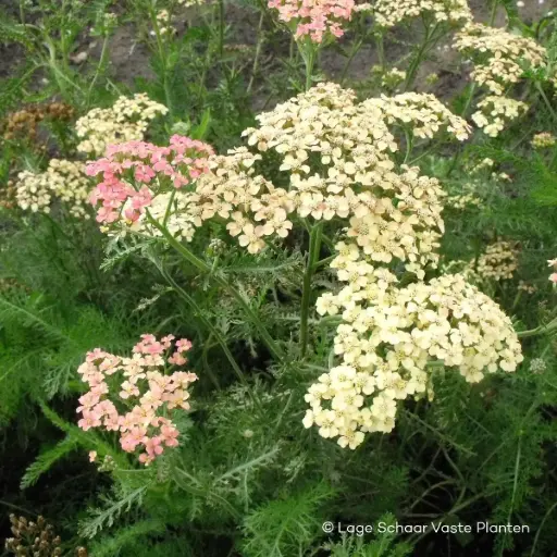 [X7025] Schafgarbe - Achillea m. Lachsschönheit - Compact  - BIO