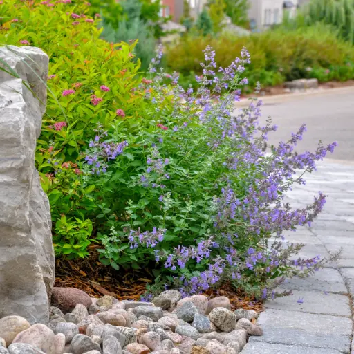 [X7040] Katzenminze - Nepeta Walker's Low - Compact - BIO