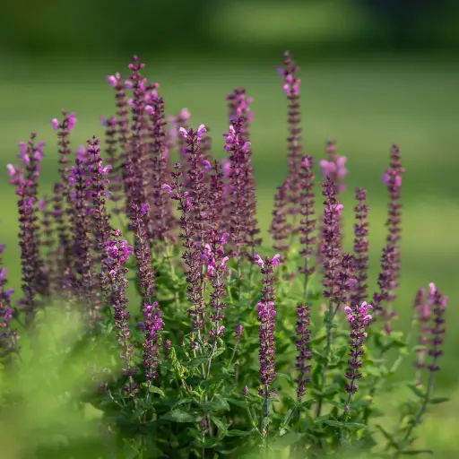 [X7044] Steppensalbei - Salvia Caradonna - Compact - BIO