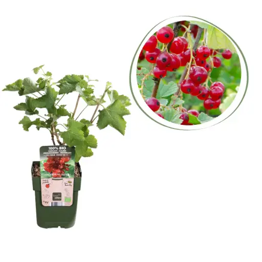 [F1002] Red Currant Shrub - ORG