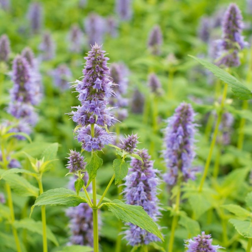 [X8003] Duftnesseln - Agastache Blue Fortune - BIO