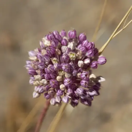 [A9062] Allium Ping Pong - Zierlauch - BIO