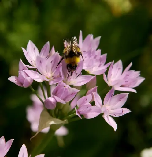 [A9008] Allium unifolium - Einblättriger Lauch - BIO