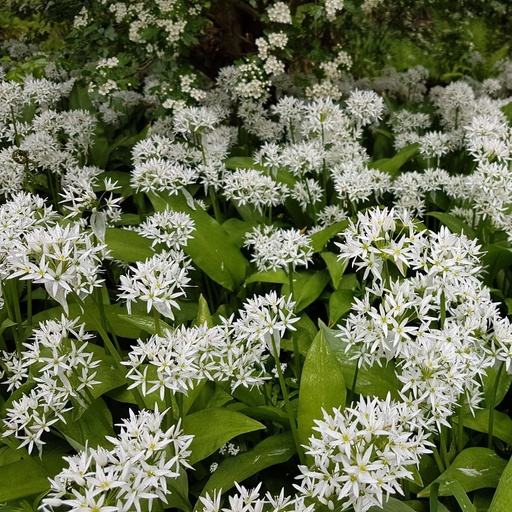[B8046] Bärlauch - Allium Ursinum - BIO