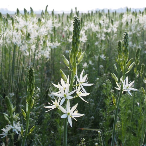 [A9030] Weiße Prärielilie - Camassia Leichtlinii Sacajawea - BIO