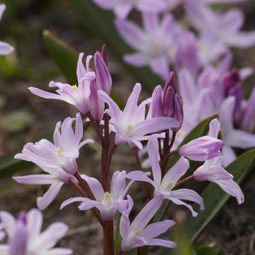 [A9020] Schneeglanz - Chionodoxa Pink Giant - BIO