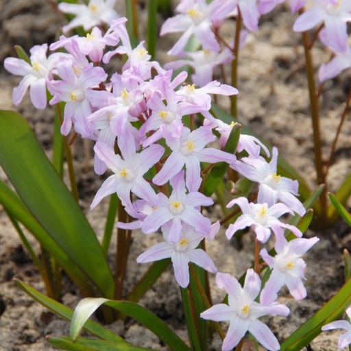 [A9020] Schneeglanz - Chionodoxa Pink Giant - BIO