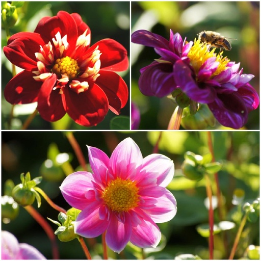 [B1092] Dahlien-Bienenmischung Rosa-Rot 4 ST - BIO