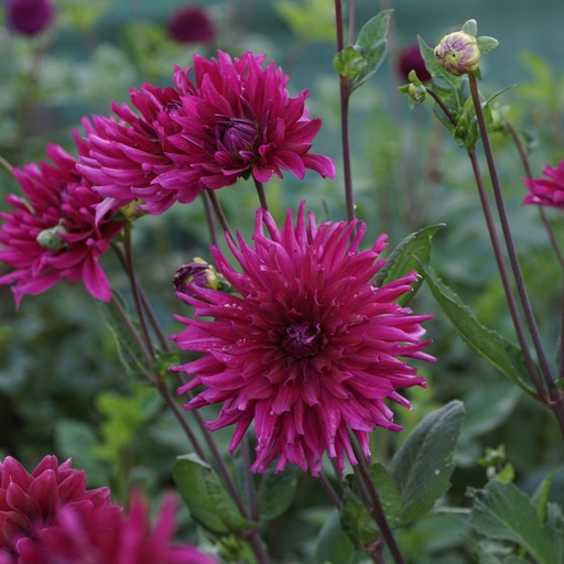 [B1015] Dahlia Orfeo - BIO