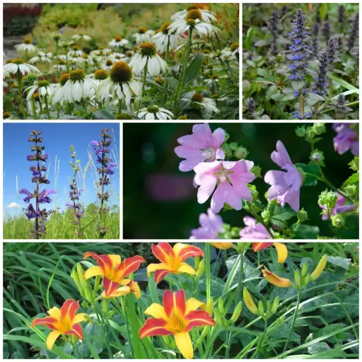 [X8903] Edible Perennial Garden - ORG