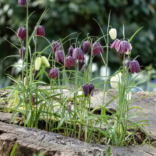 [A9026] Schachbrettblume - Fritillaria Meleagris - BIO