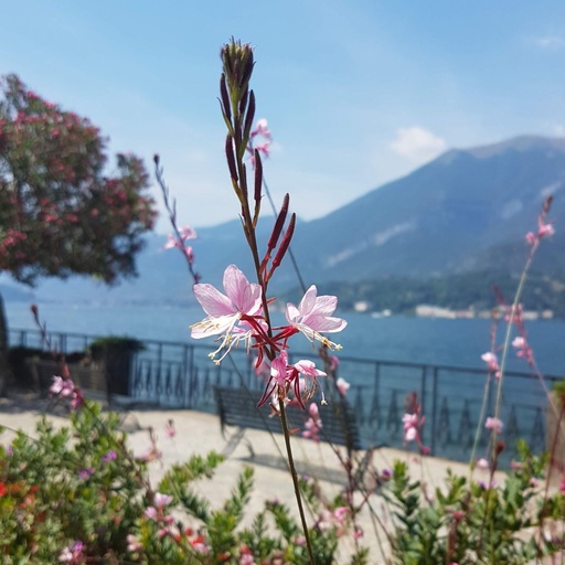 [X8012] Prachtkerze - Gaura Sparkle White - BIO