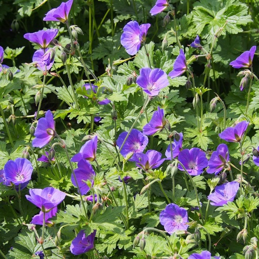 [X8013] Storchschnäbel - Geranium Johnsons Blue - BIO