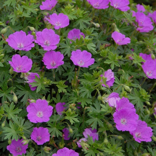 [X8014] Storchschnäbel - Geranium Sanguineum - BIO