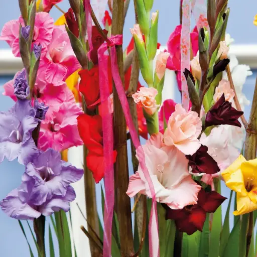 [B2001] Gladiolus Mischung - BIO