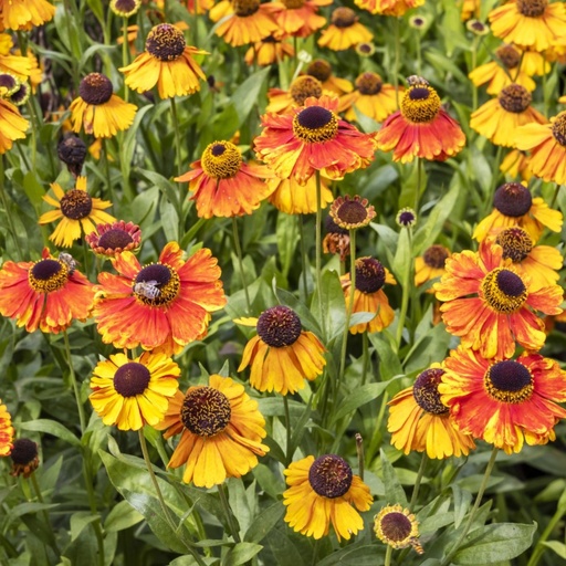 [X8051] Sonnenbraut - Helenium Sahins Early Flowerer - BIO